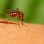 How to stay protected from mosquitoes while in Canada?